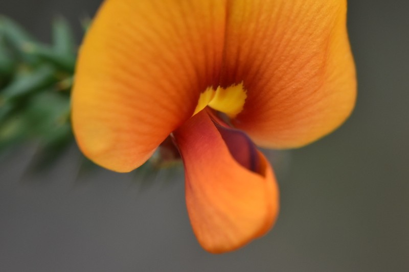 Loricobbia skinneri photo 4