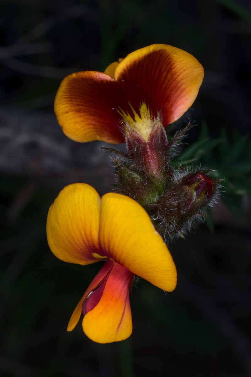 Loricobbia skinneri photo 5