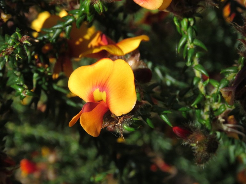 Loricobbia skinneri photo 6