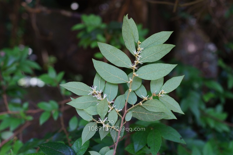 Loropetalum axillare