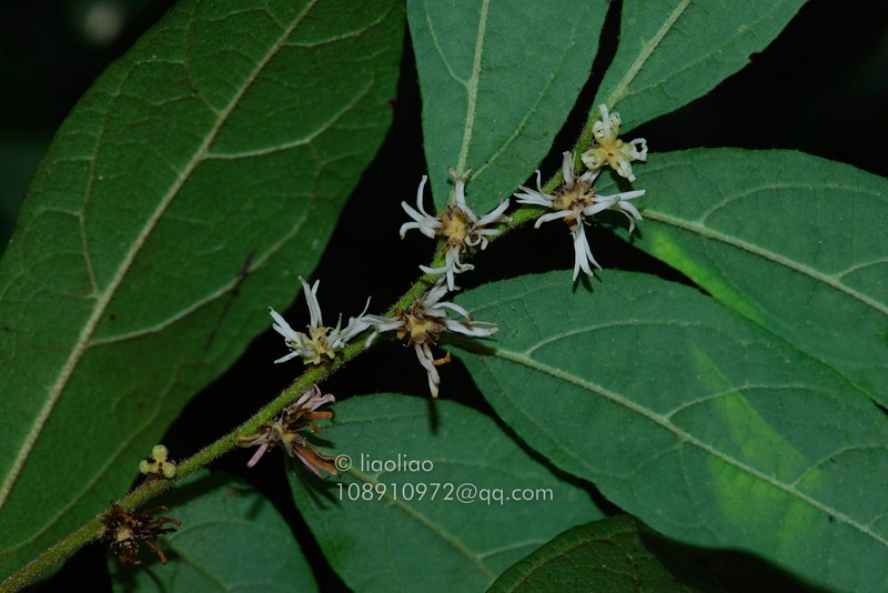 Loropetalum axillare photo 2
