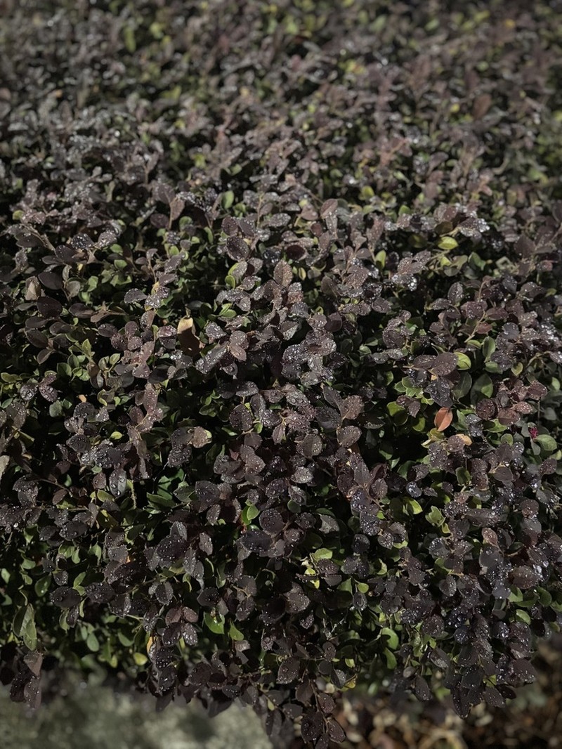 Loropetalum axillare photo 3