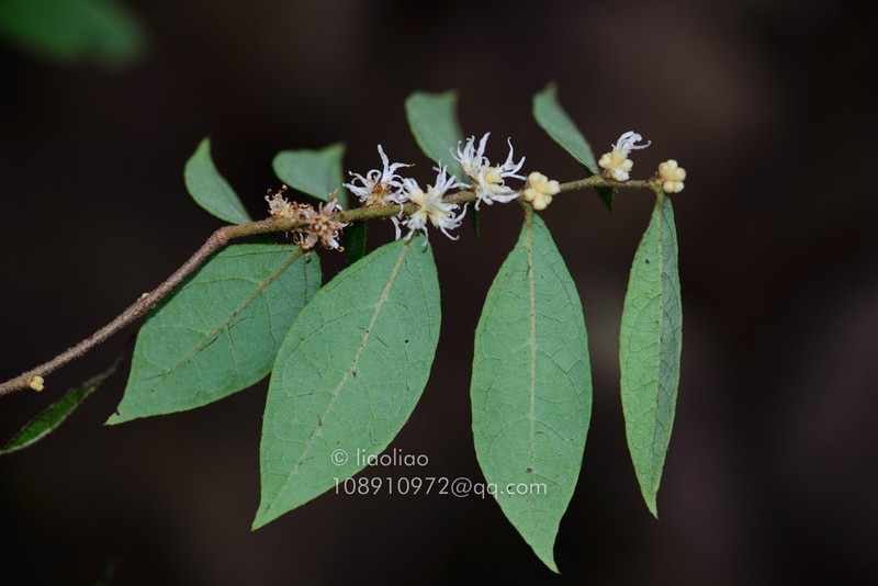 Loropetalum axillare photo 4