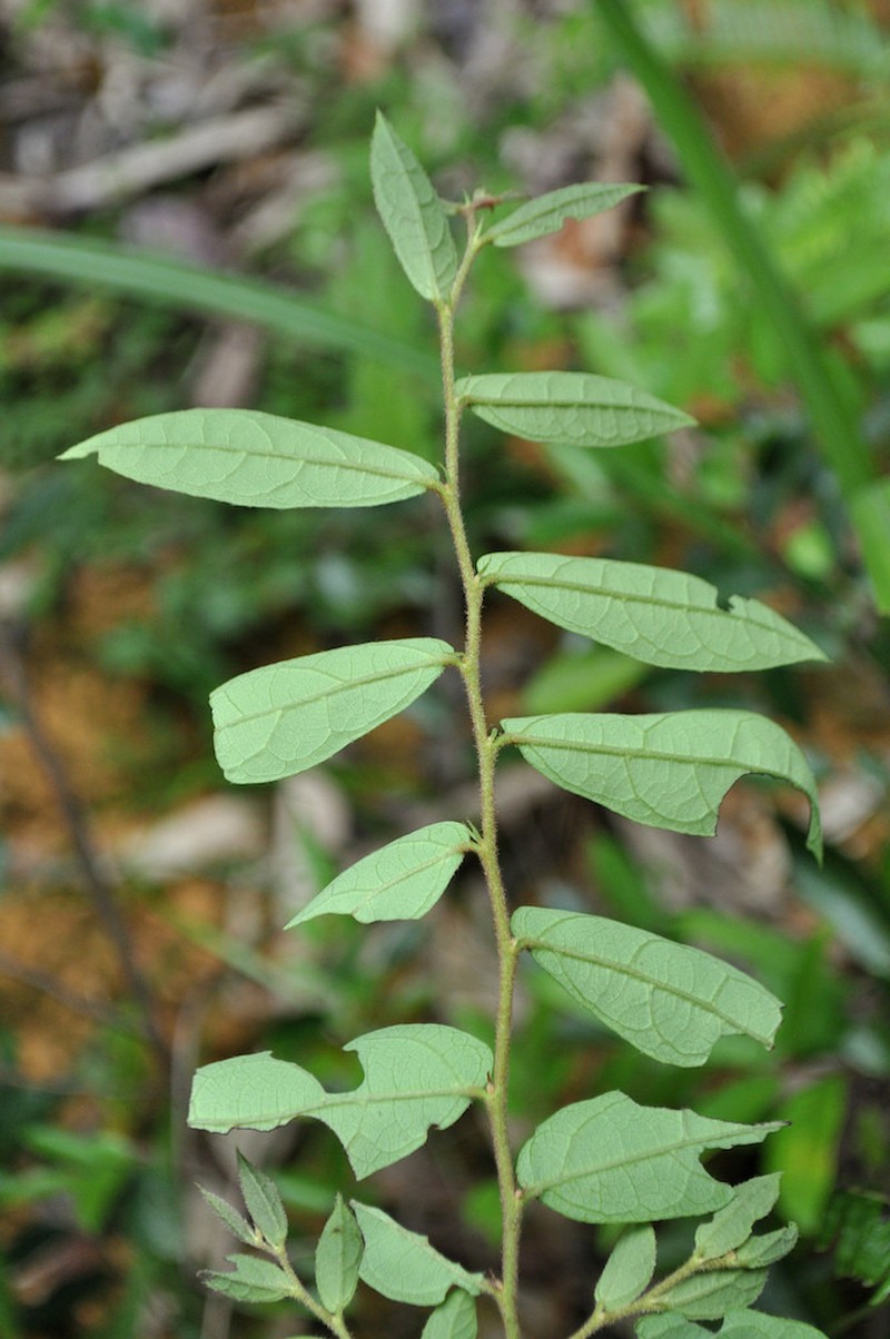 Loropetalum axillare photo 5