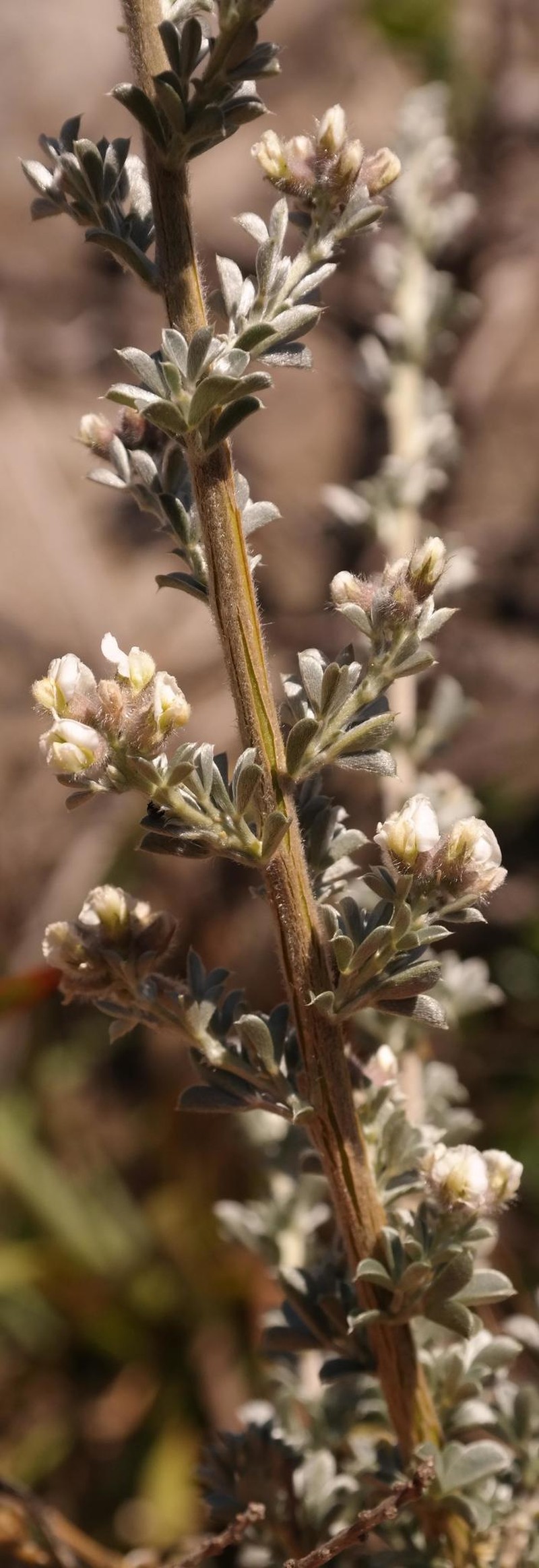 Lotononis alpina subsp. alpina