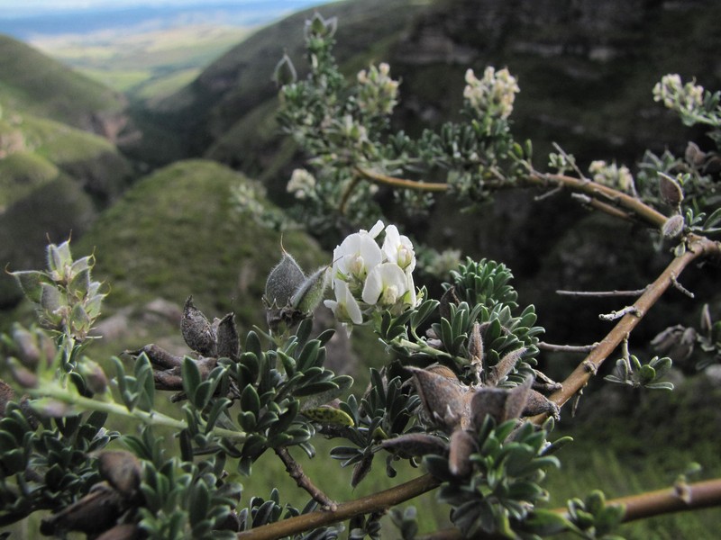 Lotononis alpina subsp. alpina photo 2