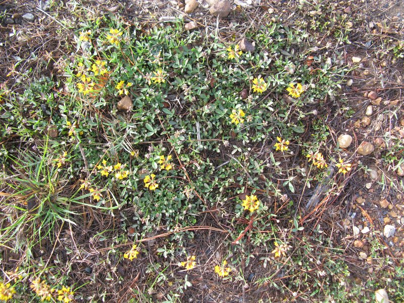 Lotononis photo 5