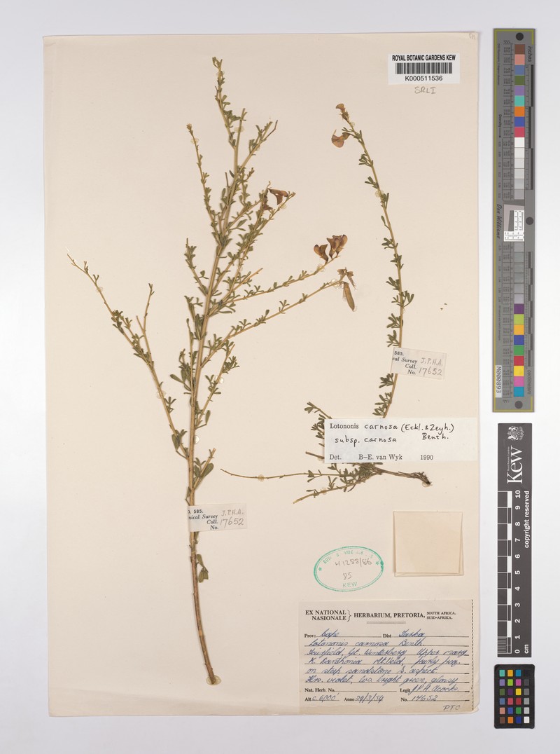 Lotononis carnosa subsp. carnosa