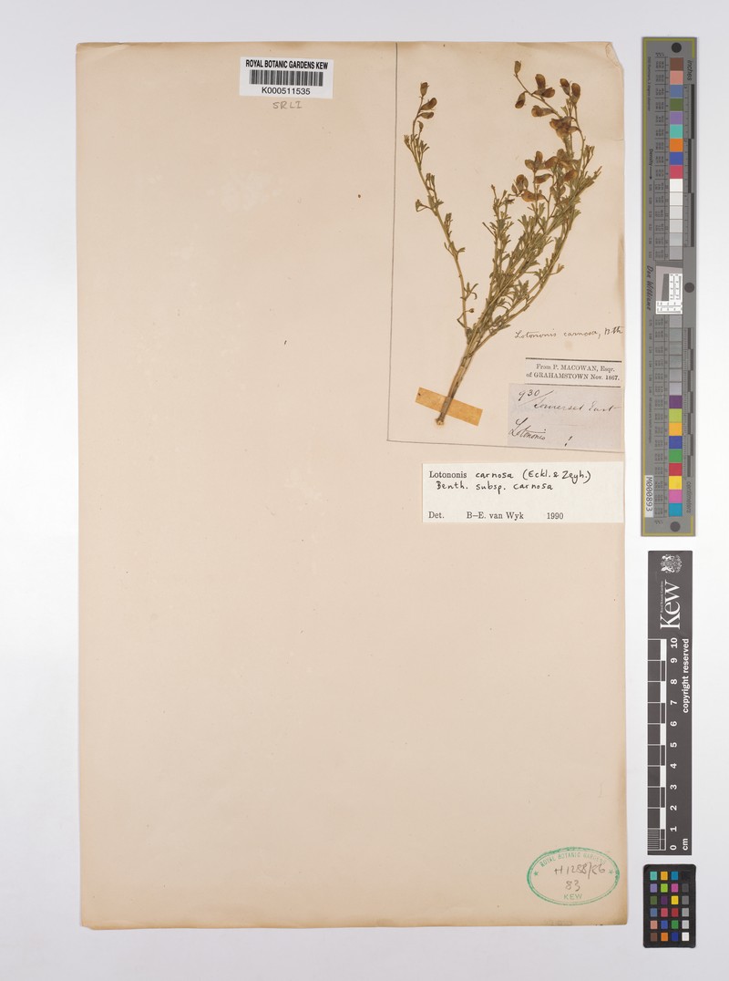 Lotononis carnosa subsp. carnosa photo 2