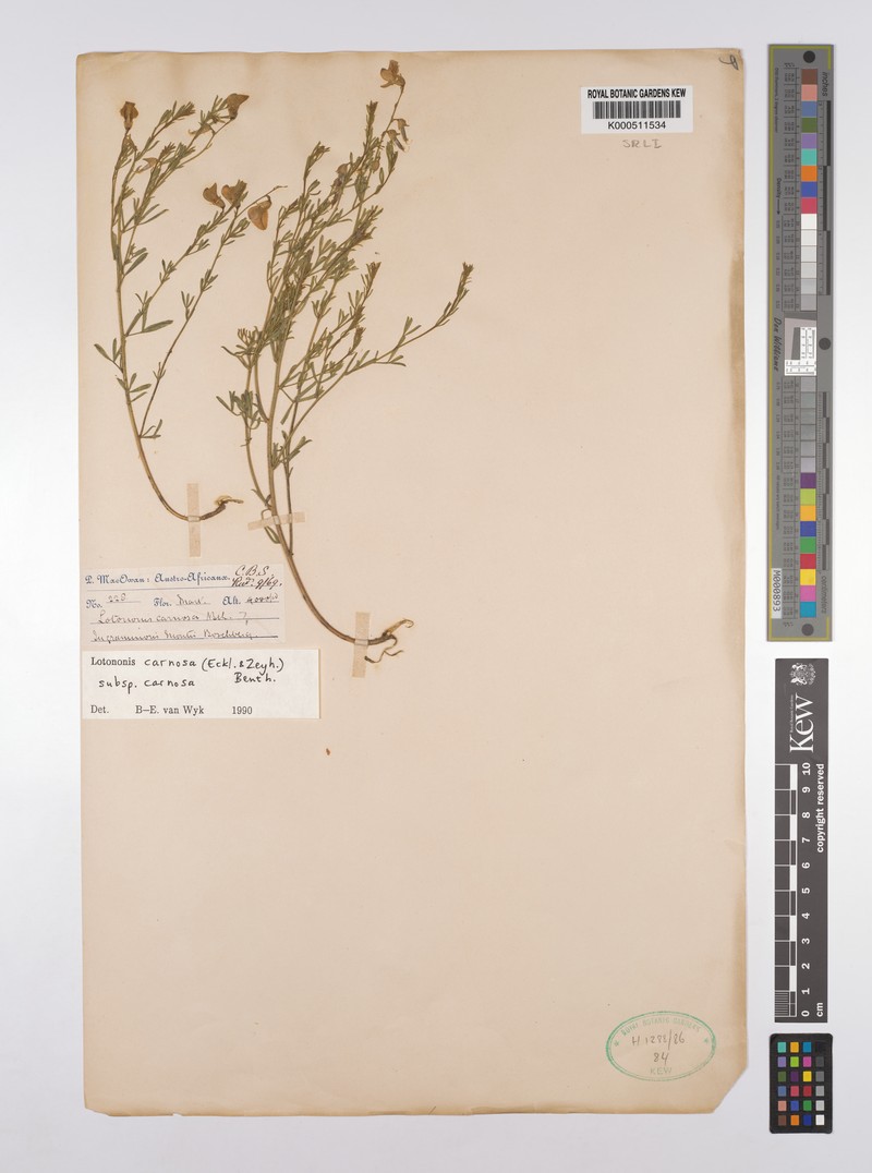 Lotononis carnosa subsp. carnosa photo 3