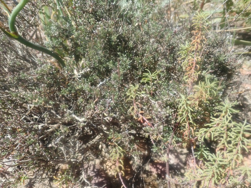 Lotononis densa subsp. densa