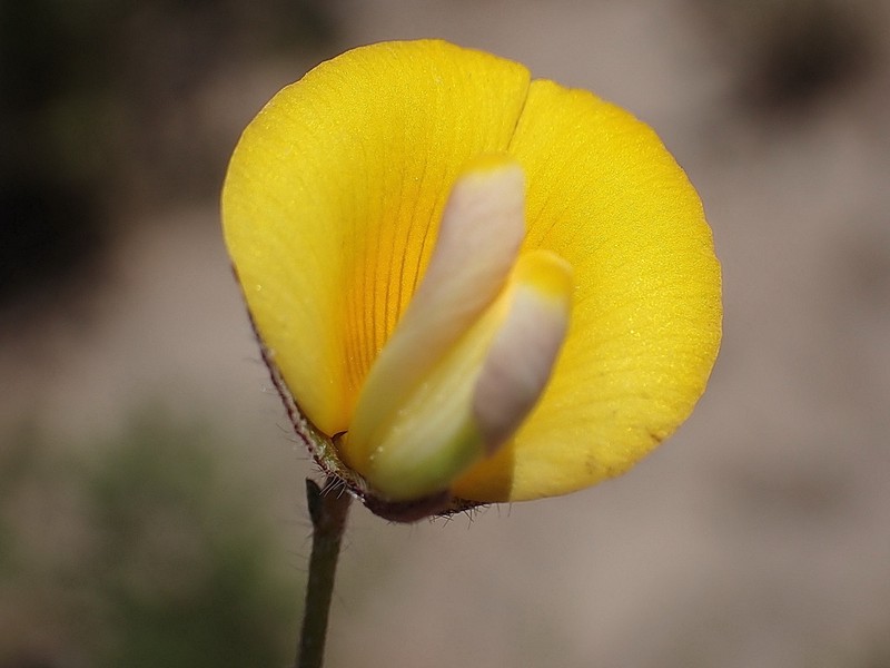 Lotononis elongata photo 3