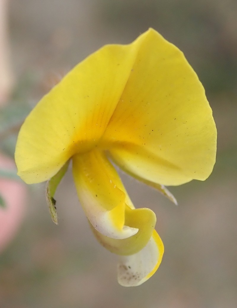 Lotononis elongata photo 8