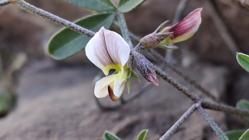 Lotononis parviflora