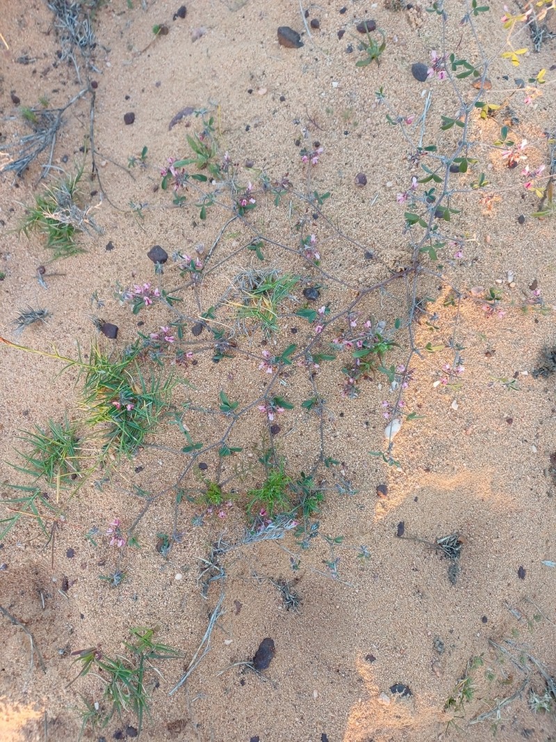 Lotononis parviflora photo 2