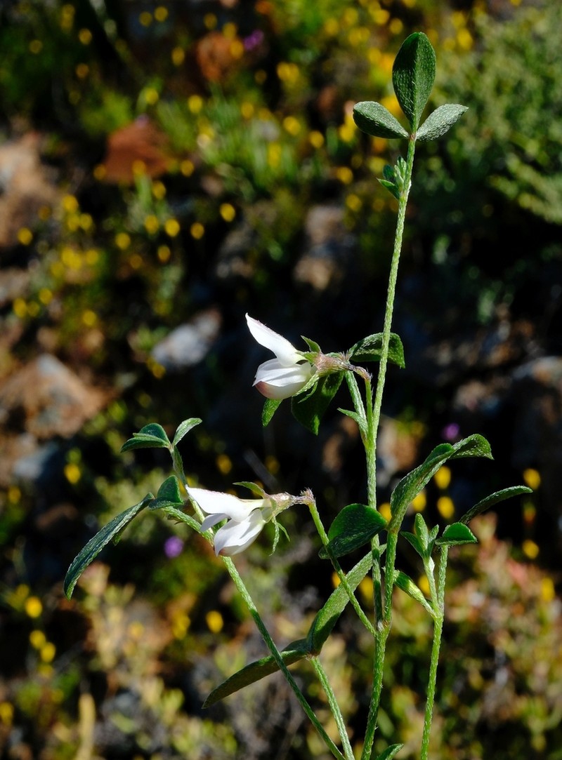 Lotononis parviflora photo 3