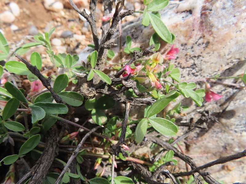 Lotononis parviflora photo 4