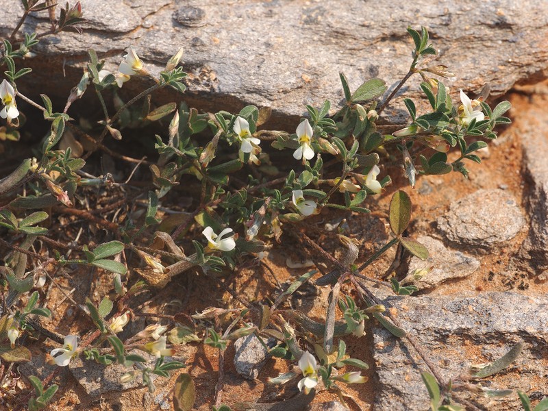 Lotononis parviflora photo 5