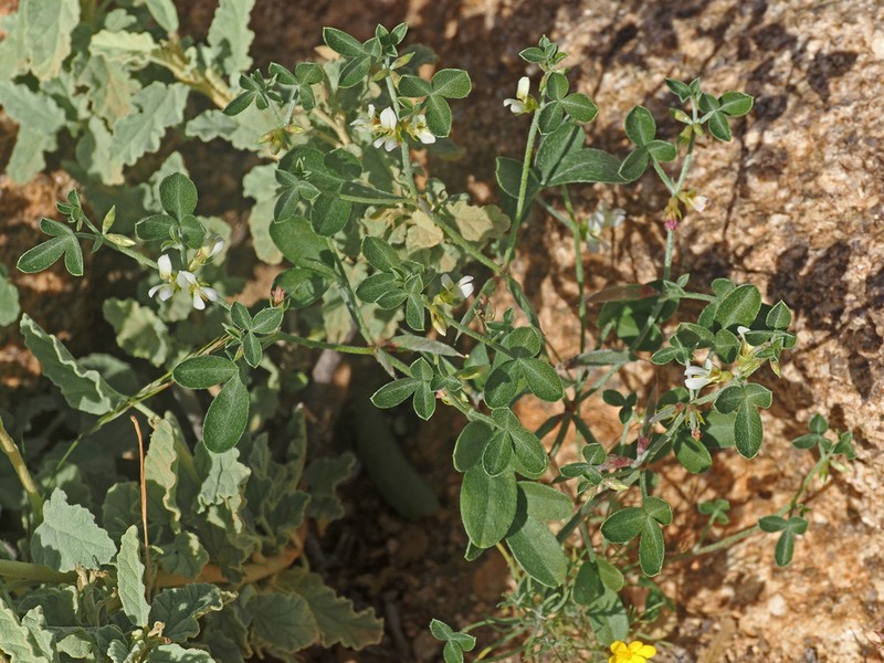 Lotononis parviflora photo 6