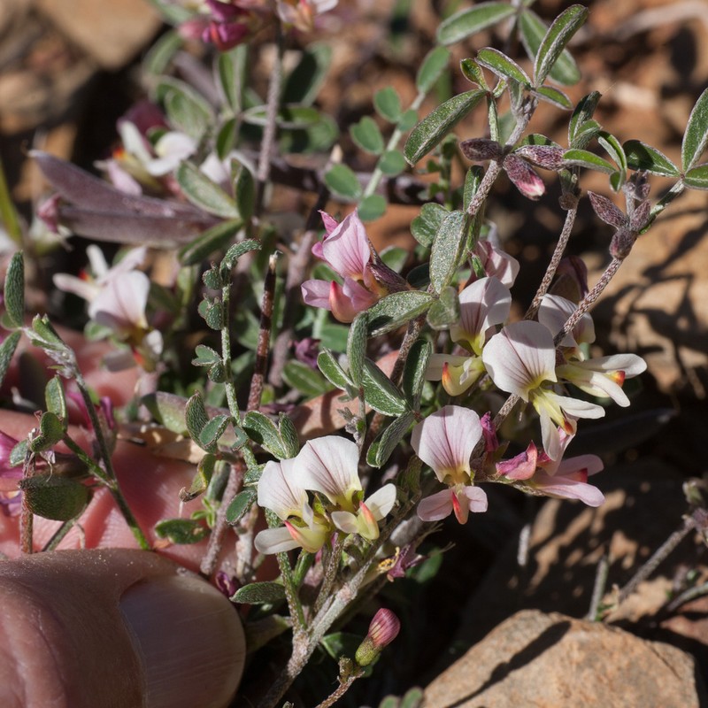 Lotononis parviflora photo 7
