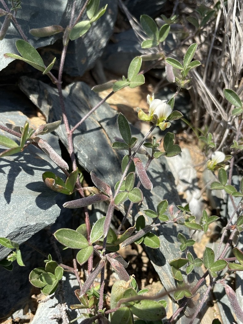 Lotononis parviflora photo 8
