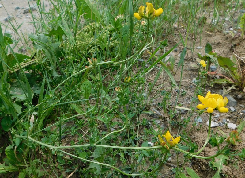 Lotus × ucrainicus photo 2