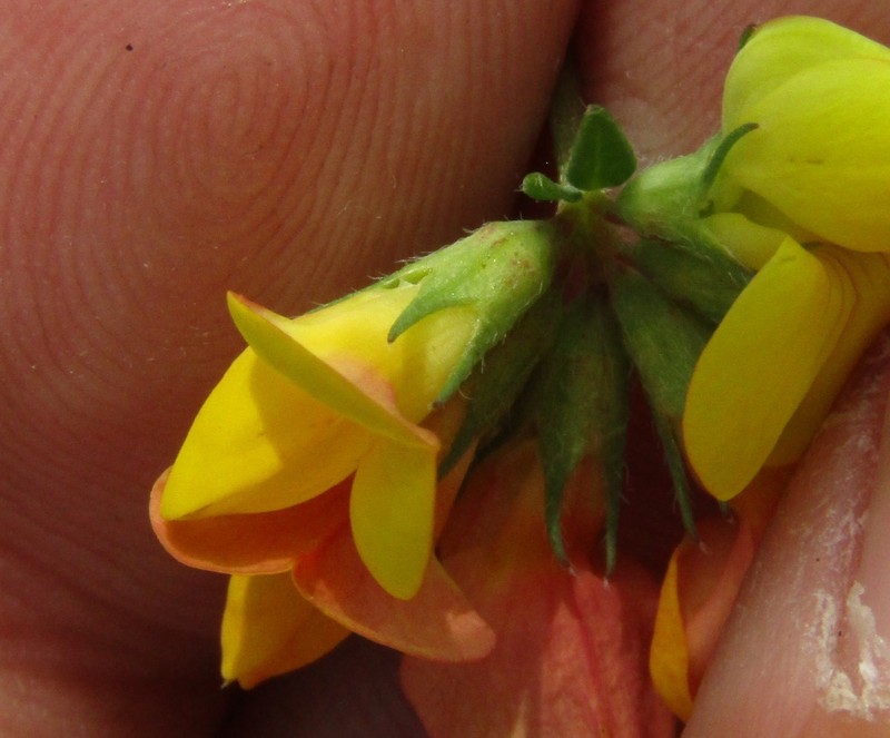 Lotus × ucrainicus photo 3