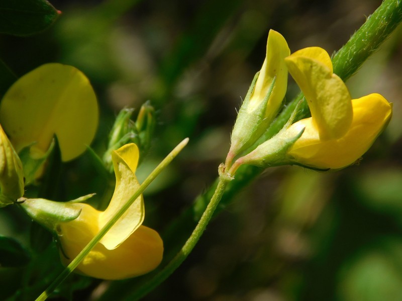 Lotus × ucrainicus photo 4