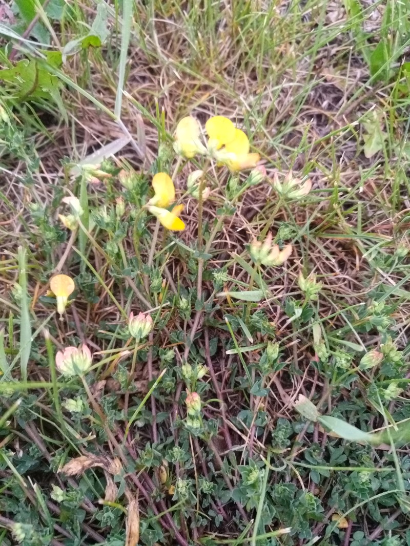 Lotus × ucrainicus photo 7