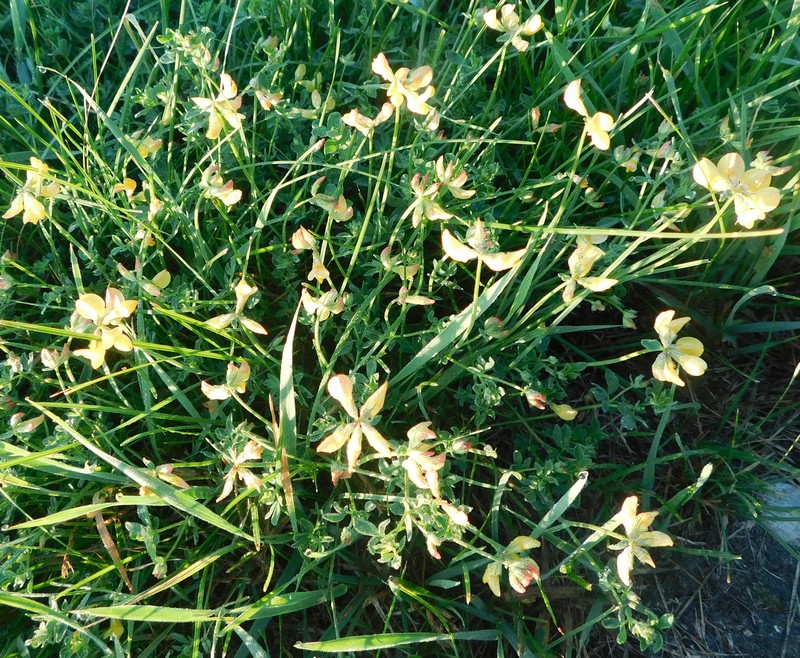 Lotus × ucrainicus photo 8
