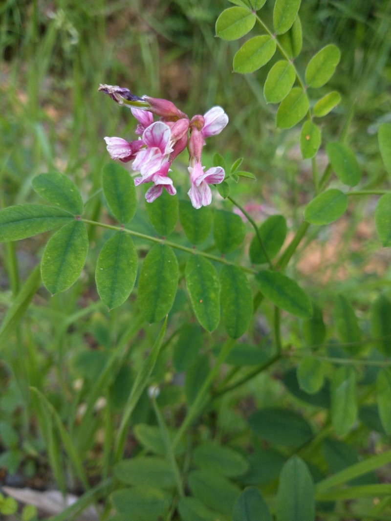 Rosy Bird's-Foot Trefoil