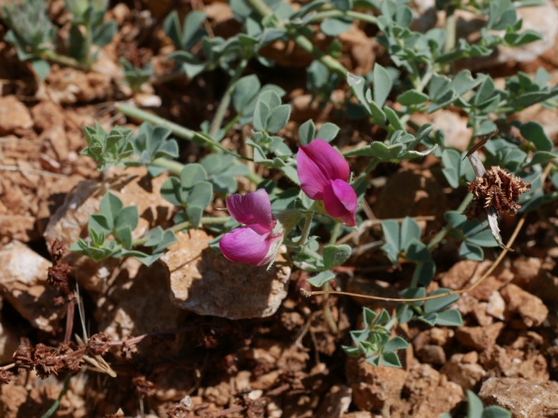 Lotus aduncus photo 4