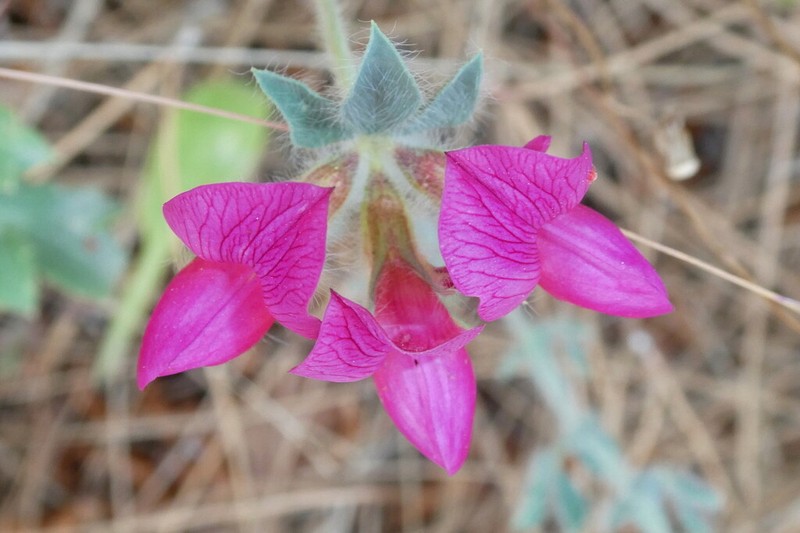 Lotus aduncus photo 6