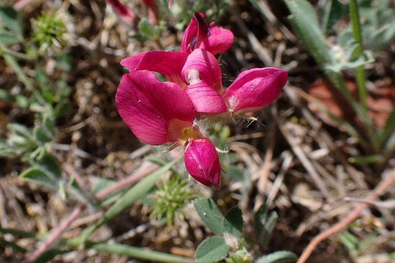 Lotus aduncus photo 7