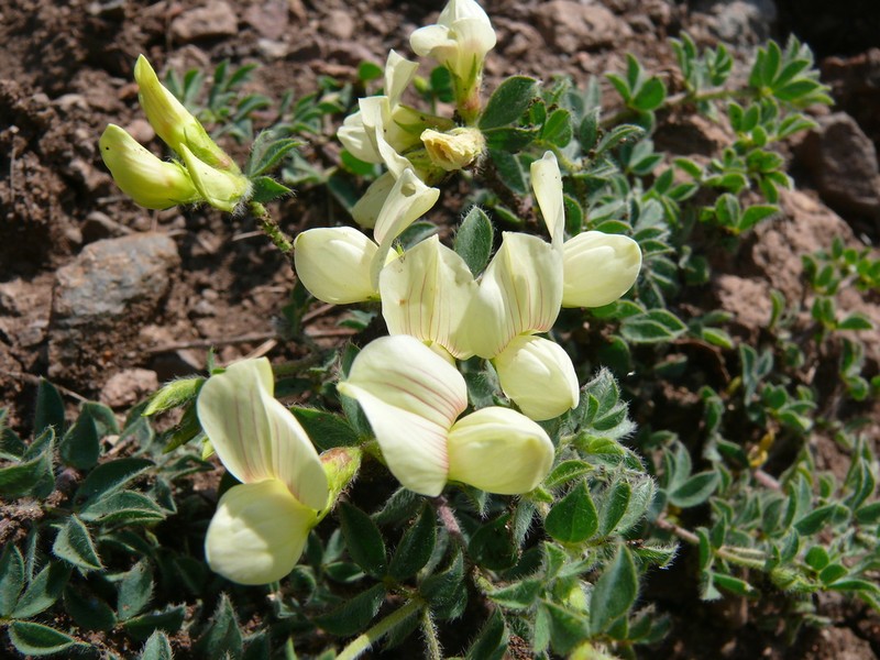 Lotus aegaeus