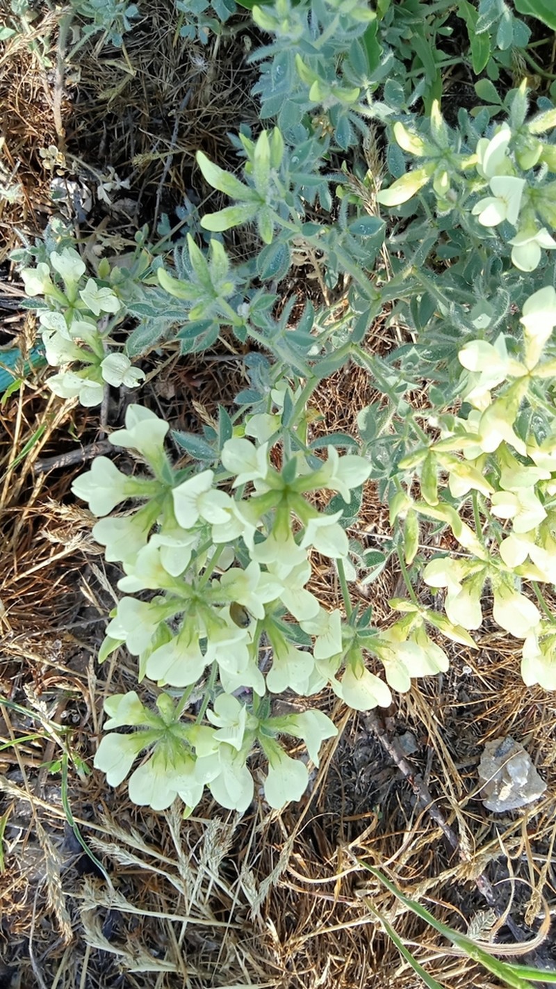 Lotus aegaeus photo 2