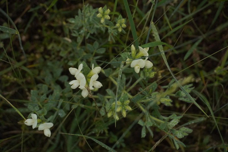 Lotus aegaeus photo 3