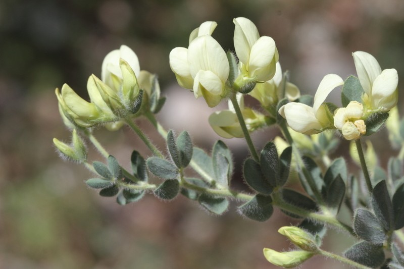 Lotus aegaeus photo 4