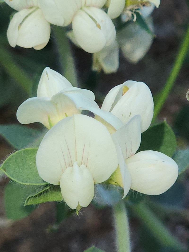 Lotus aegaeus photo 6