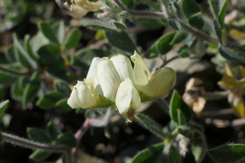 Lotus aegaeus photo 7