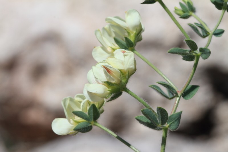 Lotus aegaeus photo 8