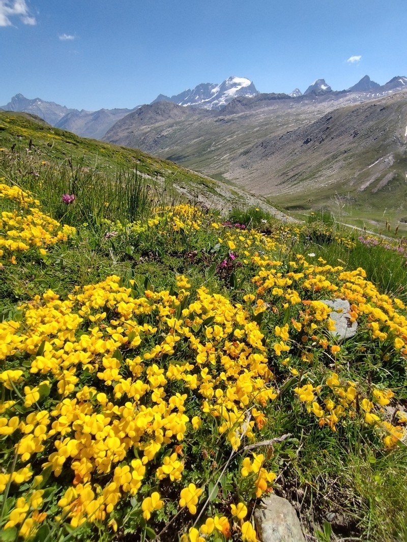 Lotus alpinus photo 2