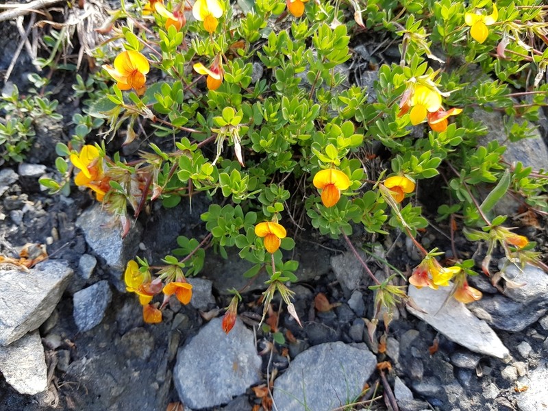 Lotus alpinus photo 3