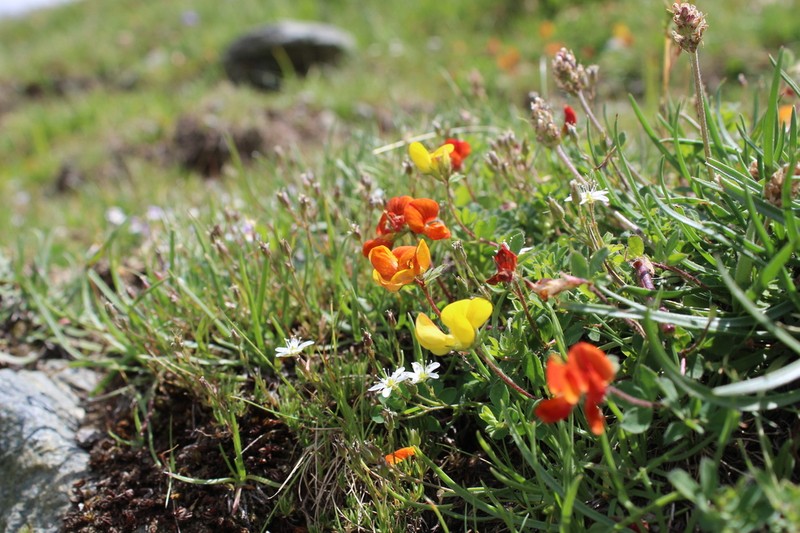 Lotus alpinus photo 5
