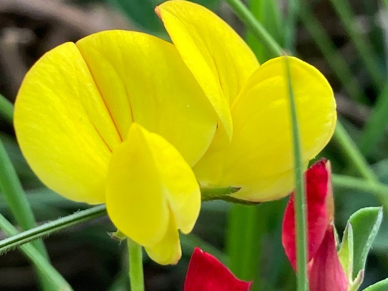 Lotus alpinus photo 6