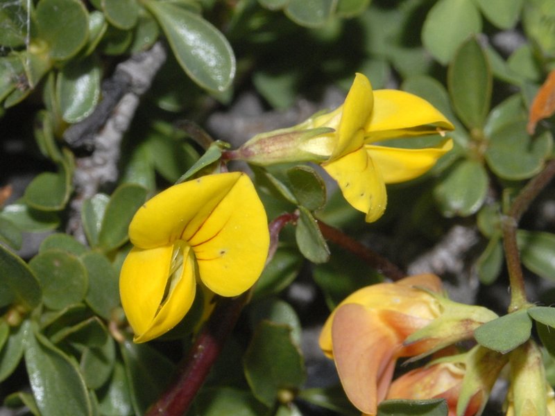 Lotus alpinus