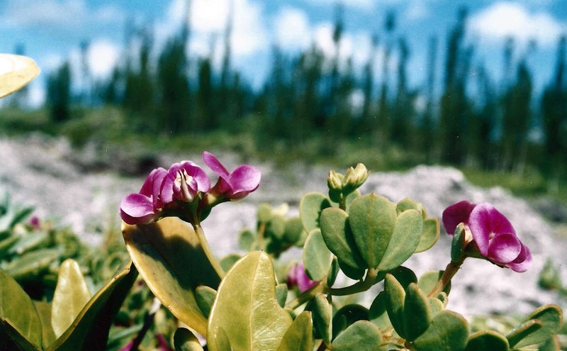Lotus anfractuosus