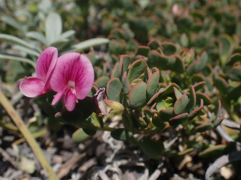 Lotus anfractuosus photo 3