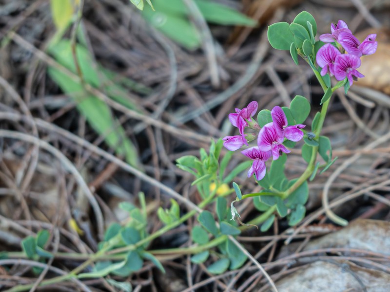 Lotus anfractuosus photo 4