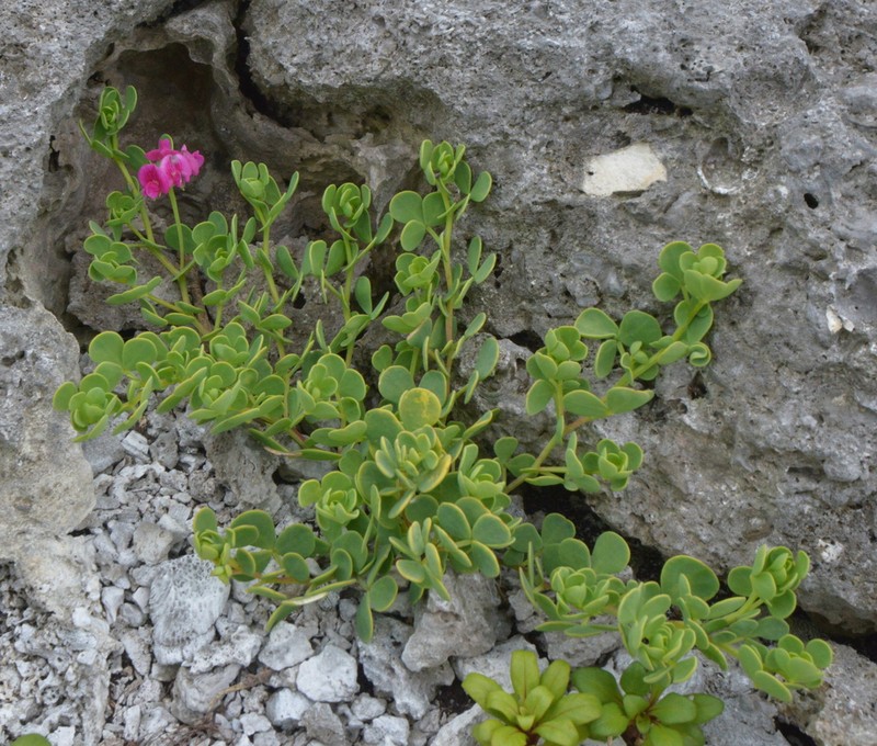 Lotus anfractuosus photo 5